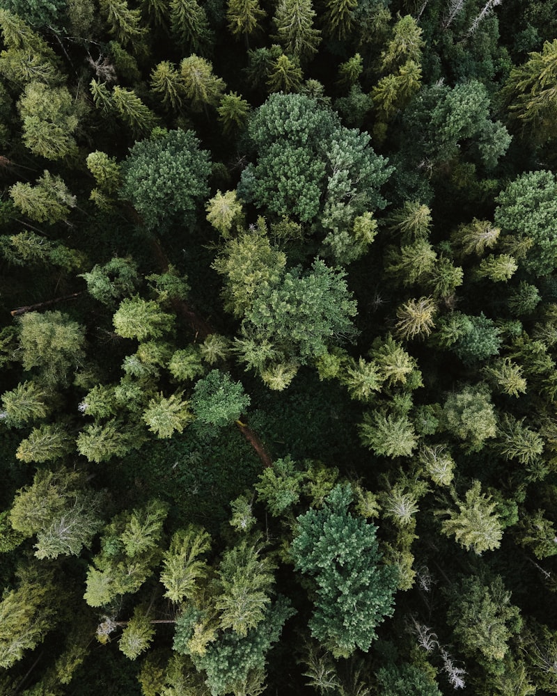 Natural Annatto Seeds